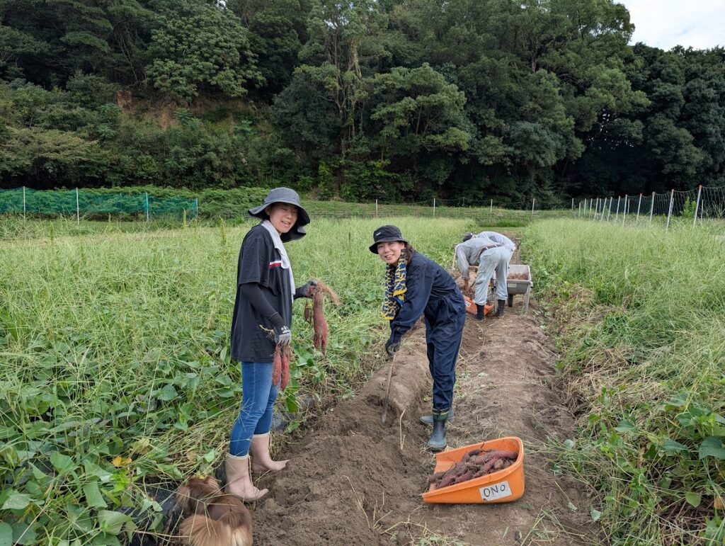 今年の紫芋の収穫、始まりました。