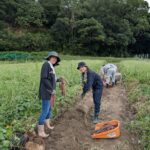 今年の紫芋の収穫、始まりました。